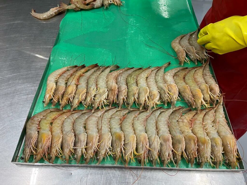 Wild Shrimp from Ecuador - Pezcrup